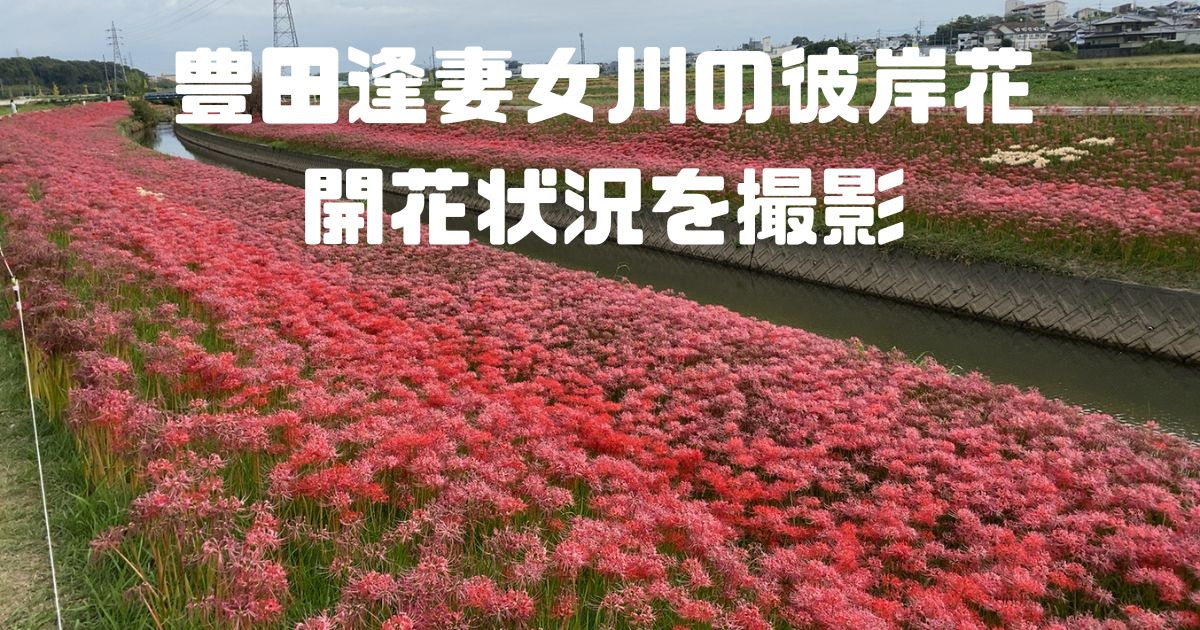 豊田市逢妻女川の彼岸花に行ってきた！アクセス（駐車場）や開花状況を紹介！