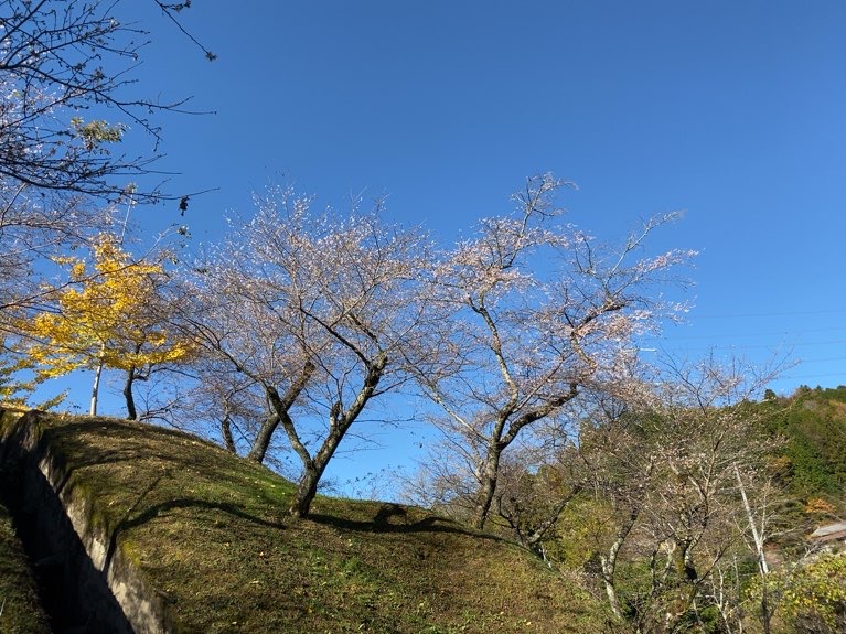 小原ふれあい公園　四季桜