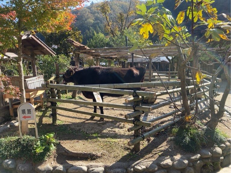 香嵐渓　三州足助屋敷の牛