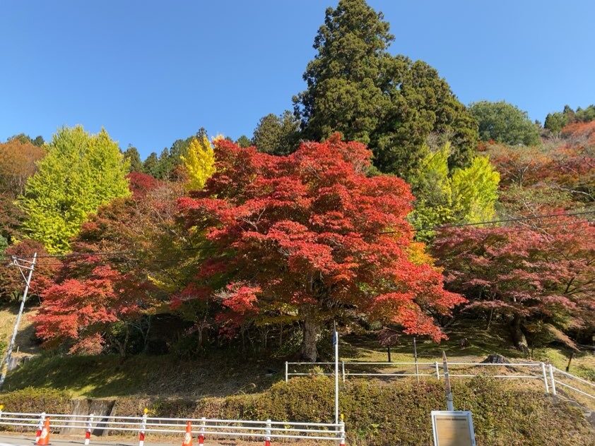 大井平公園の駐車場から見える紅葉