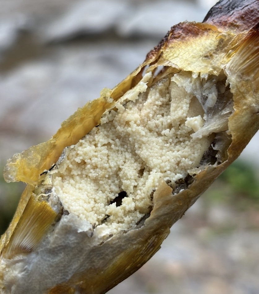 香嵐渓もみじまつり2025　屋台の子持ち鮎の中身