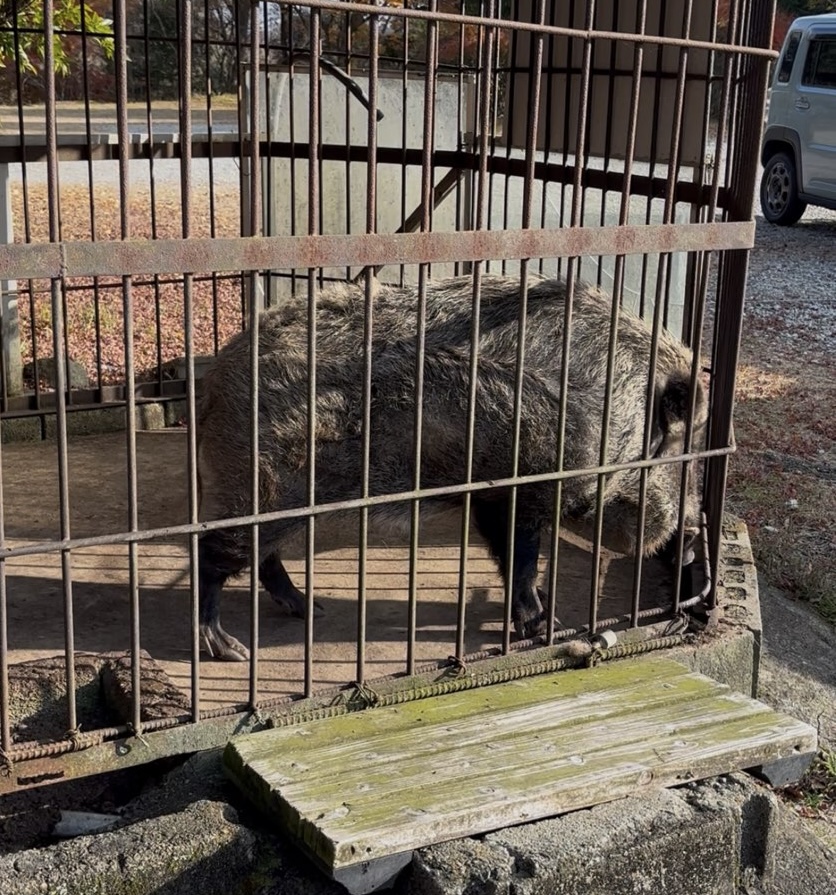三河路(豊田市) 猪のためよし君