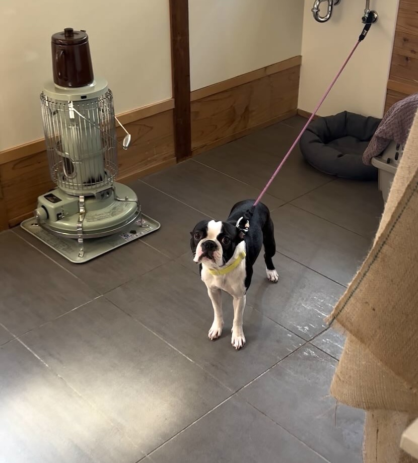 あすけコッペ（豊田市足助）　店内にいる犬