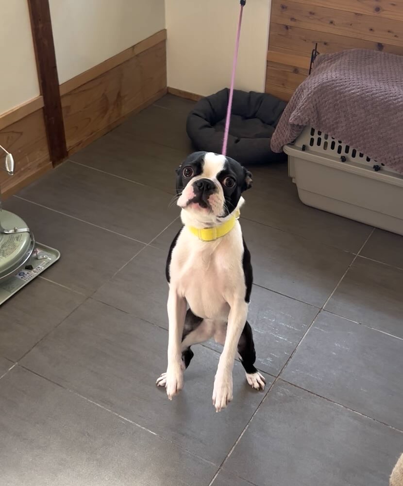 あすけコッペ（豊田市足助） 店内の犬