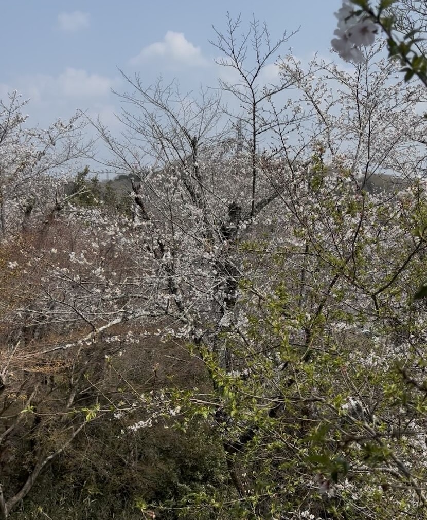 さくら亭 豊龍閣(豊田市) 個室席から見える桜