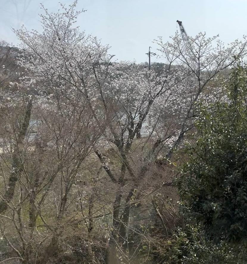 さくら亭 豊龍閣(豊田市) 個室席から見える桜