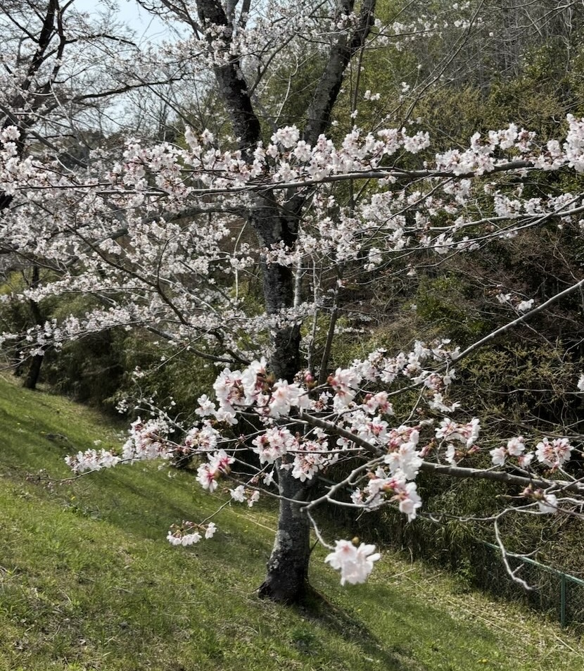 さくら亭 豊龍閣(豊田市) 桜