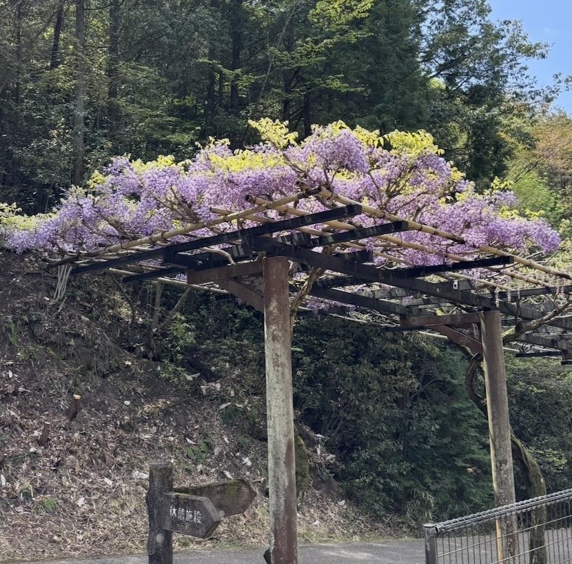 ふじまつり2026（豊田市）　開花状況