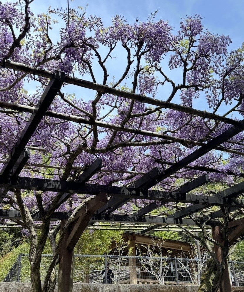 ふじまつり2026（豊田市） 開花状況