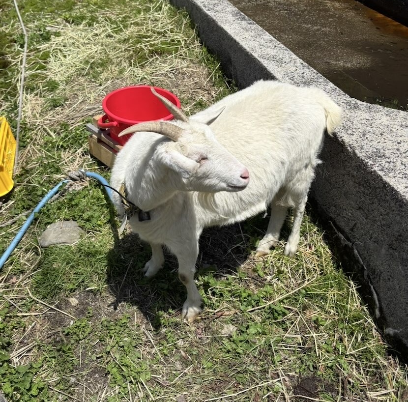 互いの森PARK 飼ってるヤギ