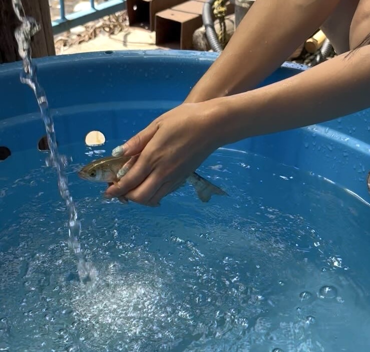 広瀬やな（豊田市）　鮎の掴み取り