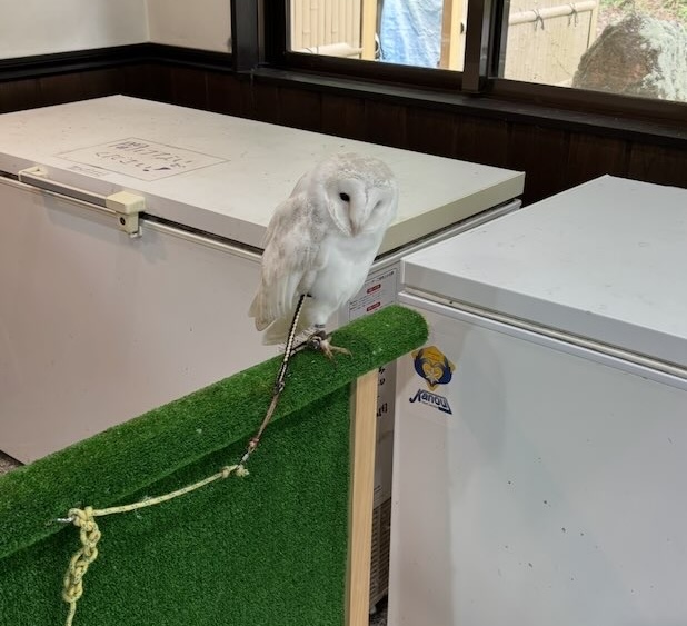 かじか苑(豊田市) 入口のフクロウ
