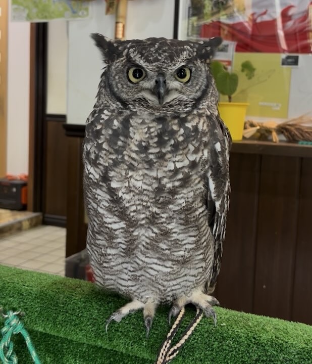かじか苑(豊田市) 入口のフクロウ